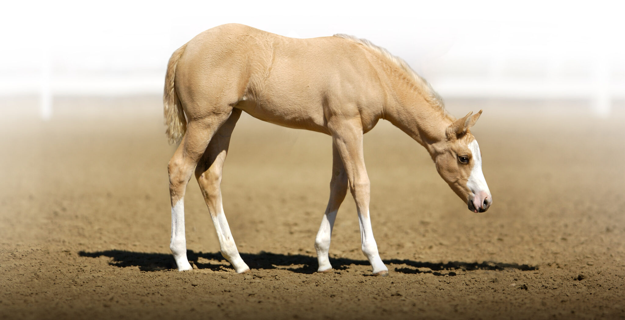 Cedar Ridge Stallion Station Investing in the Future