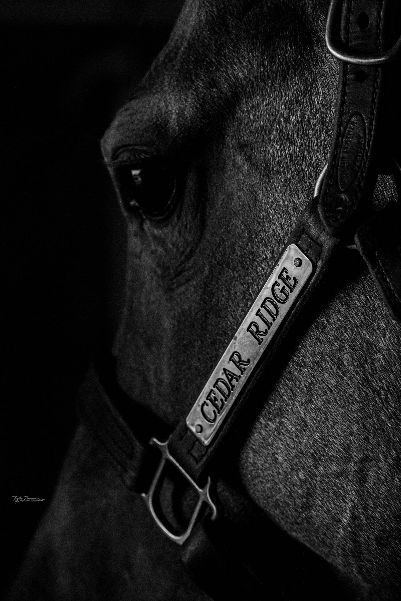 Kristin Gates, Office Manager at Cedar Ridge Stallion Station
