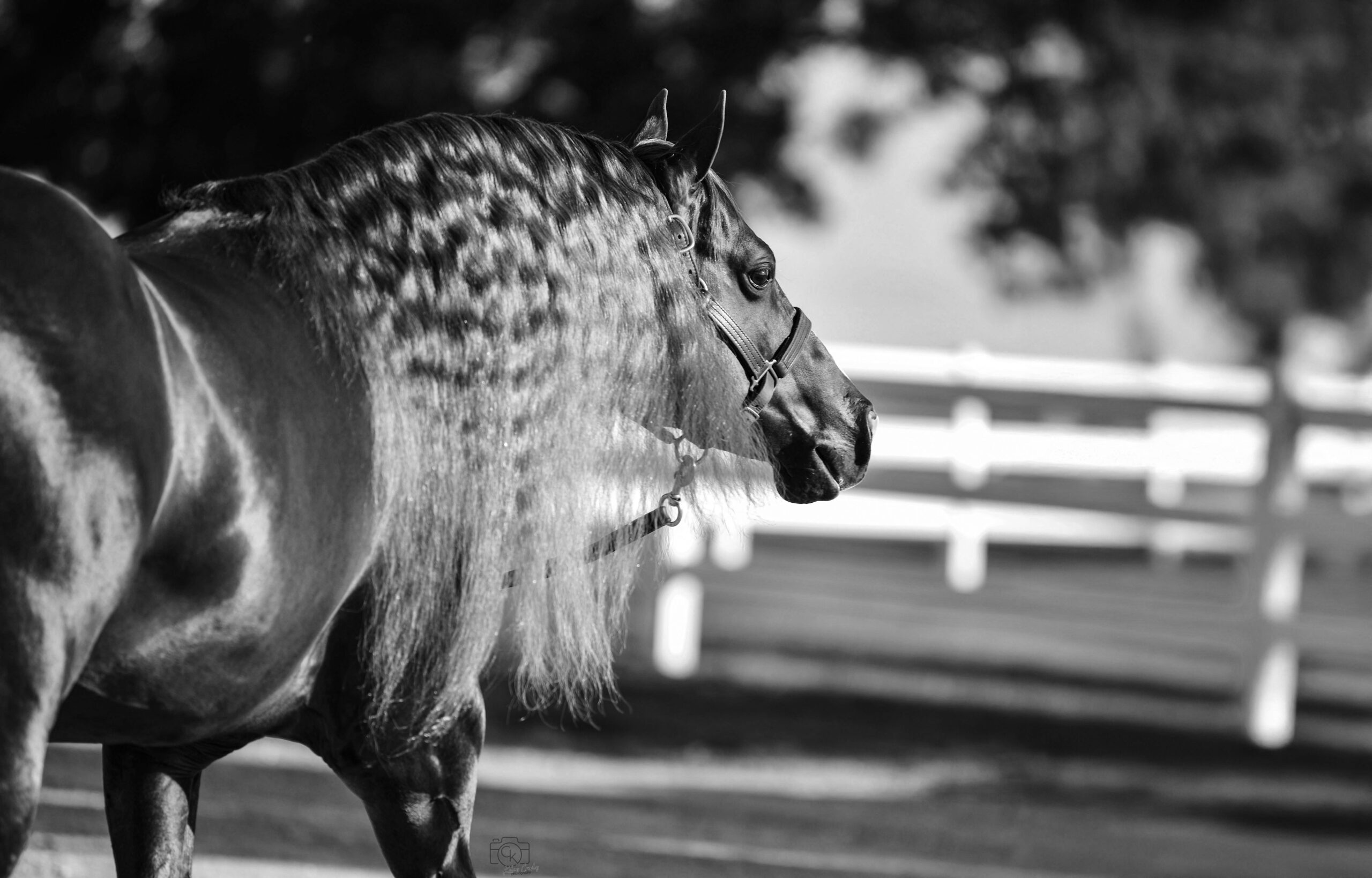 Cedar Ridge Stallion Station