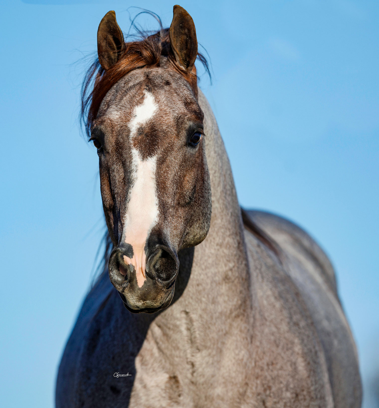 Rubys Radar in the show pen
