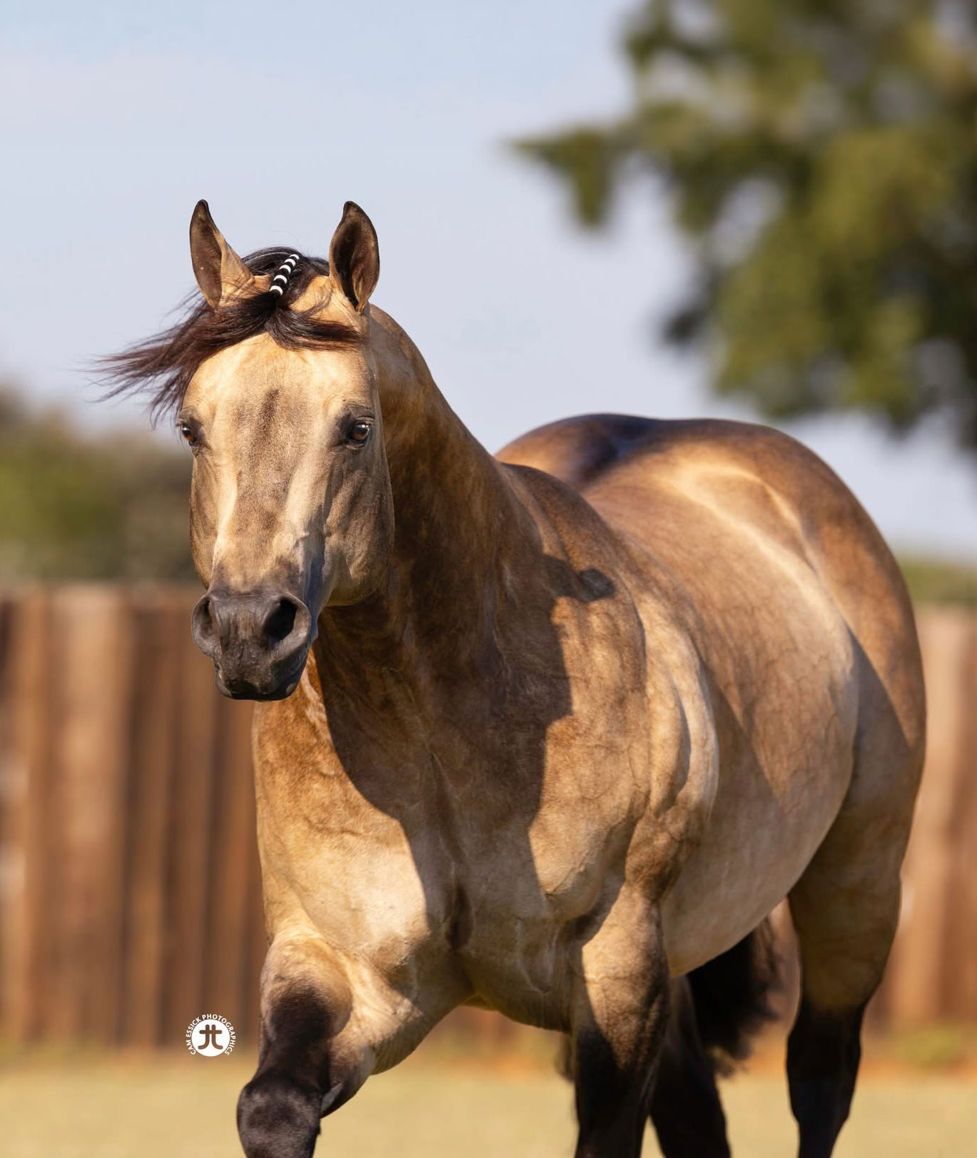 Cedar Ridge Stallion Station